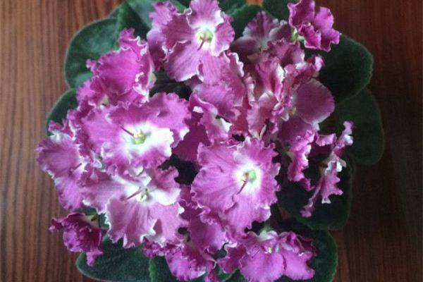 盆栽|这种盆栽花卉，不仅漂亮而且好养，种在室内一年四季都能开花！