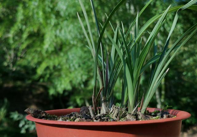 兰苗|如何让僵苗快速成长？倒盆换植料，半个月见成效