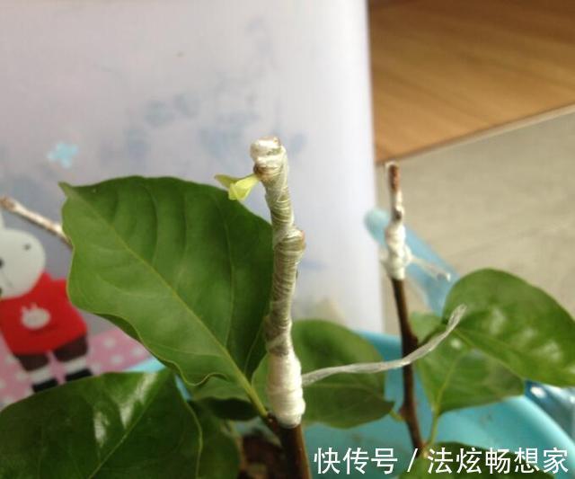 高手的扦插玩法，把以下三角梅养得这么好，只见开花不见叶