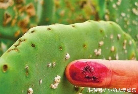 口红是用虫子尸体做的越贵的虫子越多，看完你还敢用口红吗