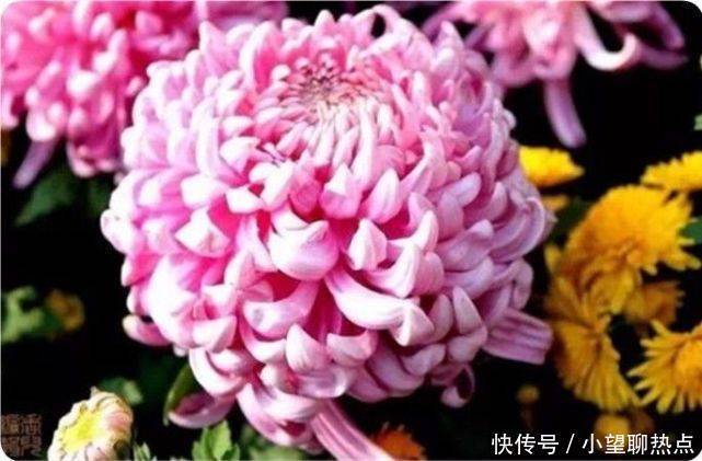 我花开后百花杀，满城尽带黄金甲！50句菊花诗，美到心醉！