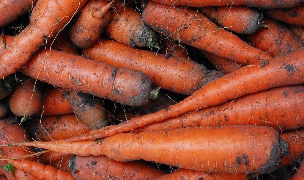 胡萝卜，带泥和干净的选哪种？菜农：很多人买这种，我家从来不吃