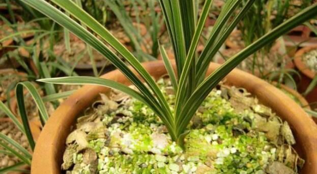 养兰花,盆底垫上5种材料,根系长得好,不烂根不黄叶