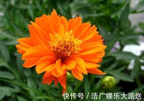 喜欢菊花,不如养盆“菊之珍品”,似鹿角昂扬,飘逸妖娆