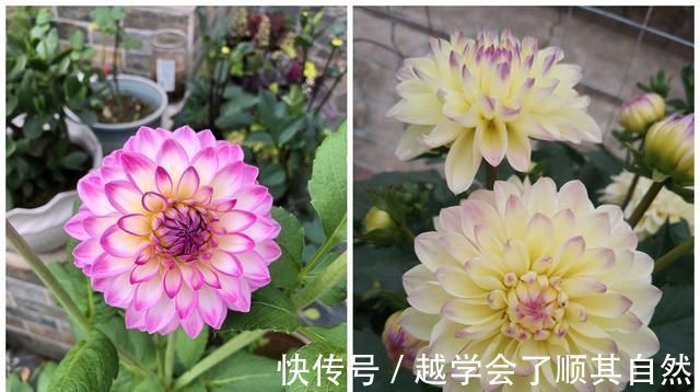 牡丹|此花是世界名花,美丽不输牡丹,开花勤快,养护简单,是盆栽佳品