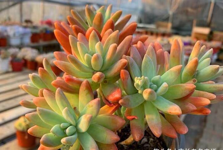 多肉|多肉秋丽养徒长了怎么办？夏天可以直接扔到外面去暴晒吗？