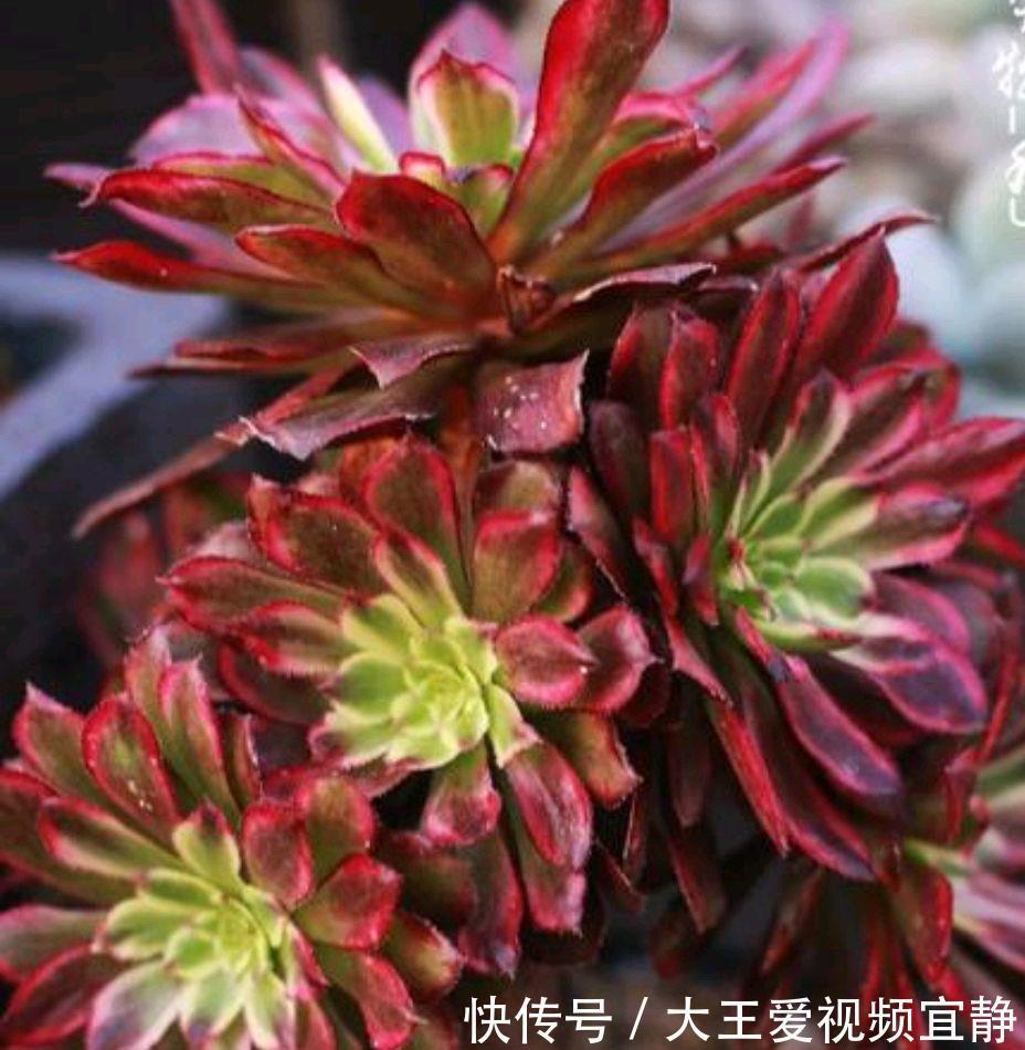 多肉法师|秋季就要来盆多肉法师，稍加呵护就成了手捧花