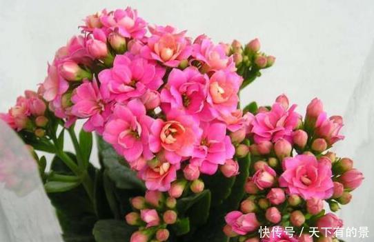 上百|长寿花,入冬前食用它,开花提前20天,一开上百朵,美爆了!