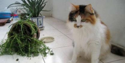 猫咪喜欢打翻花盆 它们为何会养成这种爱好 又该如何纠正它们 快资讯
