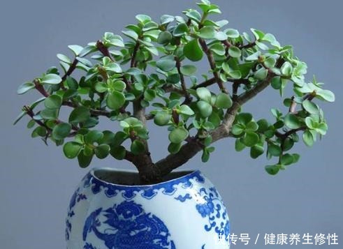 金枝玉叶特好养,3个“小事”做对了,枝粗叶肥,1年变老桩!