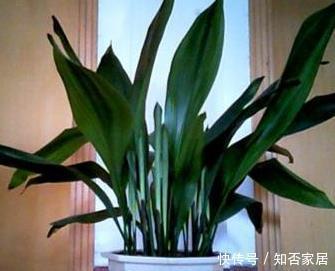 家里光线差不适合养花?这三种越是阴凉,越能轻松长不停