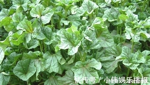 蔬菜|一种绿色蔬菜吃了上千年,也可以消炎止疼,现如今却沦为“野菜“