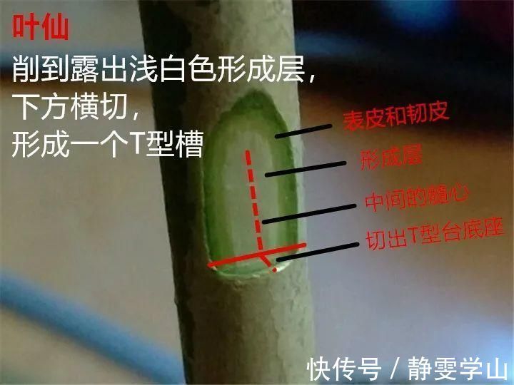 叶子|养护蟹爪兰，要注意8个要点，才能开出仙气飘飘花