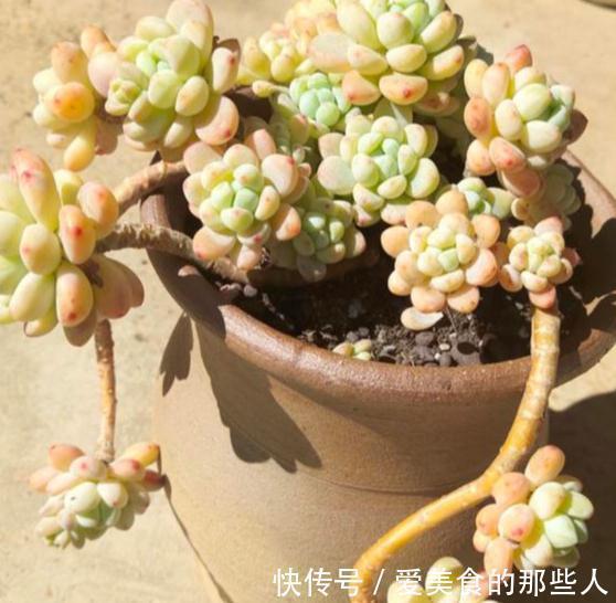 大虾|多肉植物劳尔控养经验分享,看看您所在的地区能控出不同状态吗