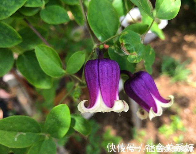 铃铛|最好养的铁线莲,不“立枯”,花期长,开到深秋都不停