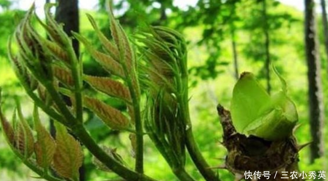  营养价值|乡下一种常见野菜，美味又营养，市场上很受欢迎