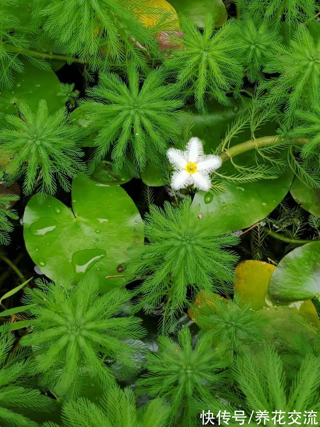 利器|花友必备“养花利器”，看到植物都可以轻松识别，秒变园艺大师