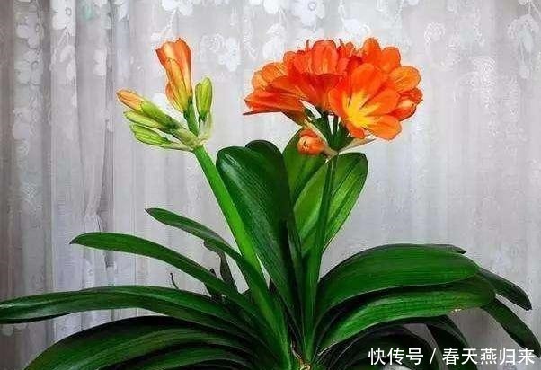 厨房油烟机废油该怎么处理摸清使用技巧，养花不用掏钱买肥料