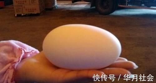 医生|因怀孕坚持吃鹅蛋?医生怒道:就算再无知,也别拿宝宝生命开玩笑