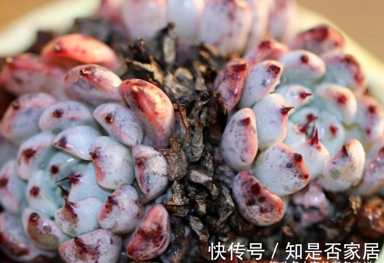 石莲属|可以很可爱，也可以很酷的爪系多肉——黑爪，你有没有养过？