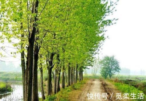 梧桐树|家里种树,讲究大,5种树旺宅,3种树不能栽,你知道是什么吗