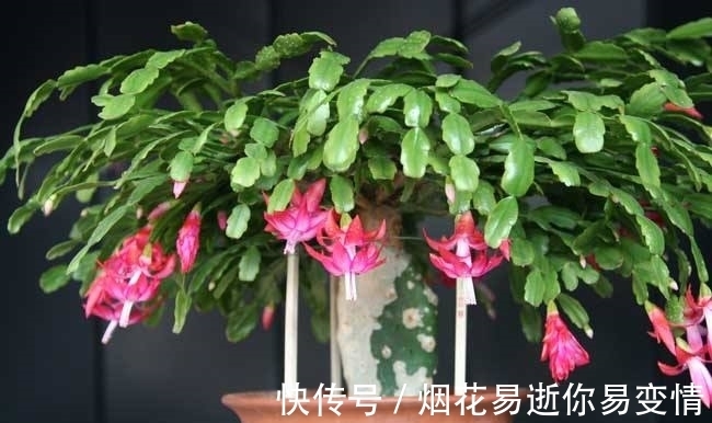 妙招|蟹爪兰干瘪了会死吗？教你3种挽救小妙招，让它“起死回生”