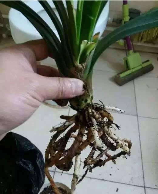 君子兰换盆时要剪根别太随意,剪错会整盆死