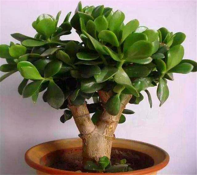 玉树扦插生根难掌握7个要点,后期精细养护,1个月生根长新芽