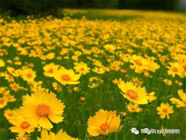 春光明媚，鸡公山风景区喜迎千人团队 踏青赏花 打卡鸡公山