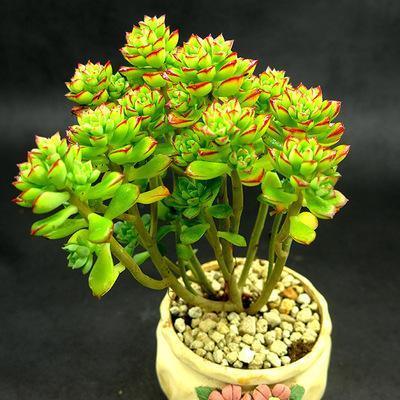 多肉徒长太难看,别急,1分种教你变“群生”和“老桩”!