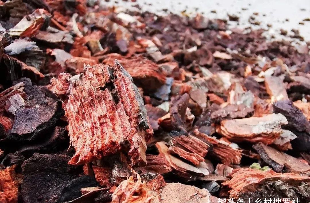 植料|什么树皮种兰花更好?学会处理松树皮,养蕙兰一年都不用施肥