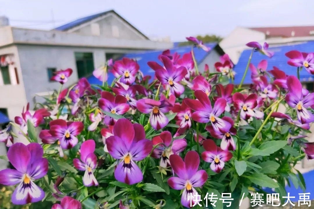 特耐寒的花,冬天照样能爆盆,颜值不输牡丹