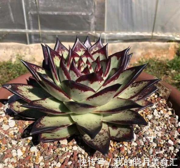 叶片|6种东云系多肉,皮实好养还漂亮,叶片肥厚霸气侧漏,值得拥有