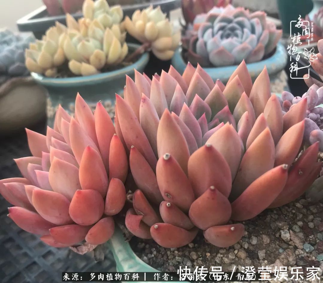 吉娃娃|我和我的“多肉恋人”,怎么样有没有惊艳到你!