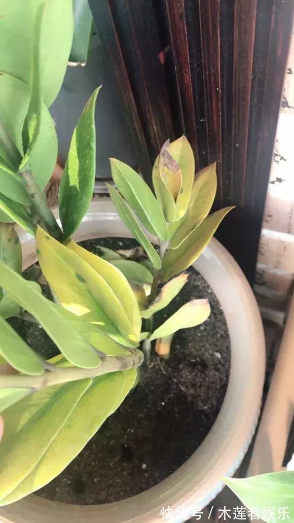 叶子|玉树金钱树,叶子一夜掉光,根软要倒掉,再不救就剩下盆了!