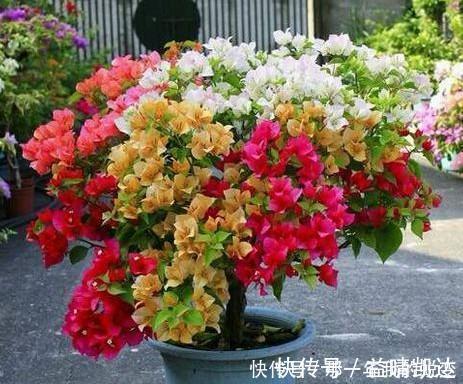 什么淘米水、啤酒水，都不如1勺颗粒，浅埋盆土里，根壮叶肥