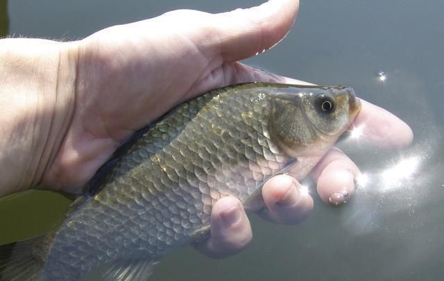 钩型|钓鲫鱼老钓友选择鱼钩,多半是根据下面几点