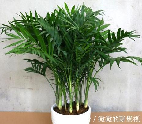 家里空气差，气候干燥，买3盆花摆家里，气候宜人，很舒适