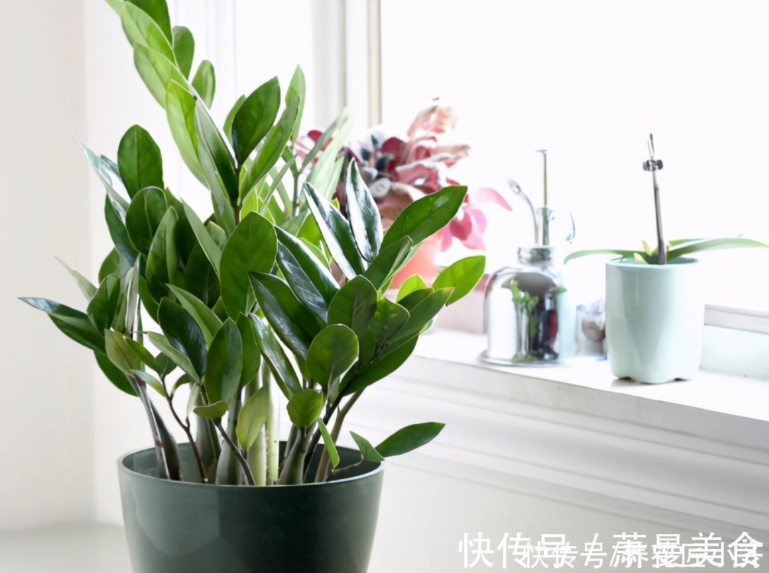 养花高手都具备的“好习惯”,新手如果坚持下来,花会越养越好