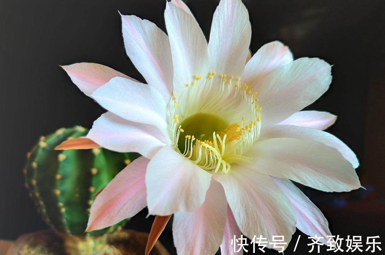 她家仙人掌从春开到冬,看得都快腻了,只因为做了这件事!