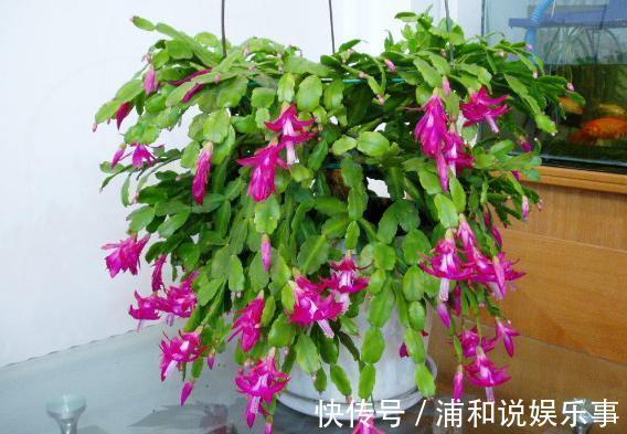 养殖蟹爪兰，做好4点，冬日开花叶子比花多