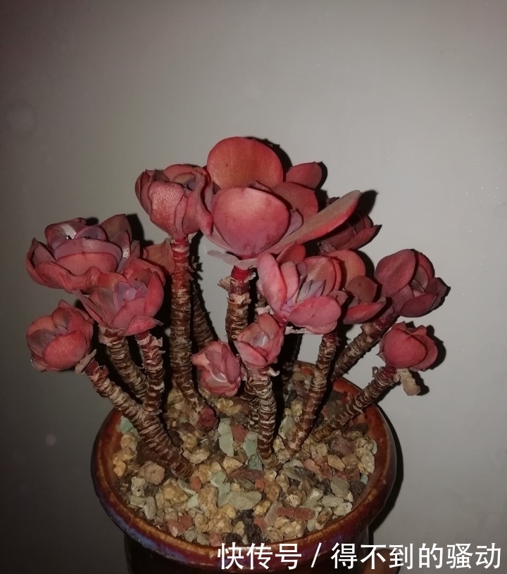 养多肉的心情说不清,都在照片里了