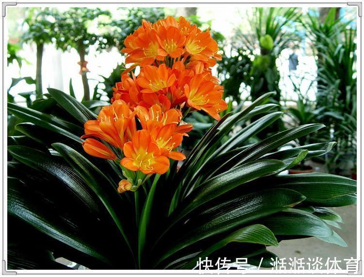 6种“硬气花”,冬天赶紧“扔出去”,冻一冻才壮,开花更劲爆