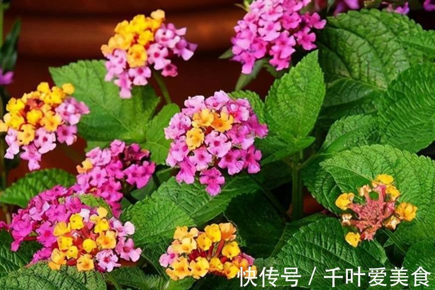 多肉法师|养花别大意,3种花对身心健康不利,再喜欢也别养,你养过几种?