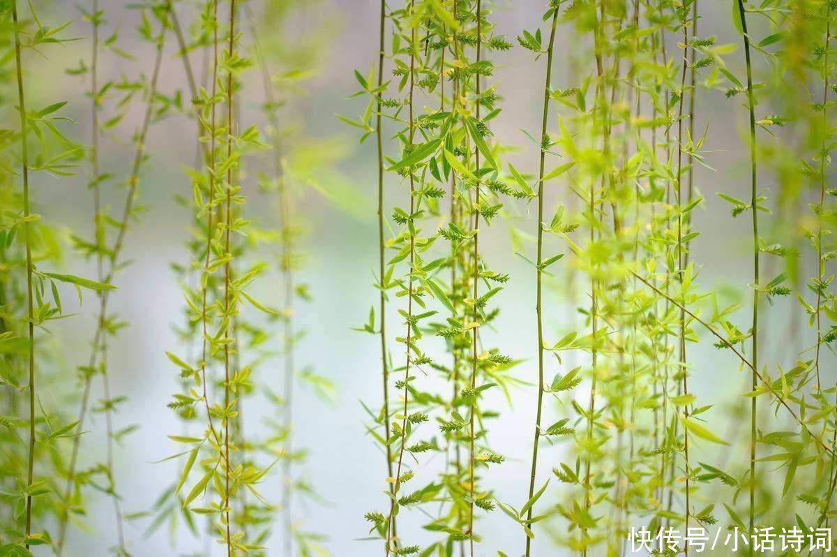 柳树$咏柳诗词何其多,而王观的这首咏柳词却能脱颖而出,它好在哪里?