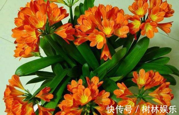 兰花|君子兰不开花大爷有“妙招”，花朵蹭蹭冒，叶片绿油像打蜡一样