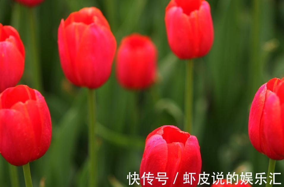 虽然是冬天,但这几种植物千万别放在卧室内