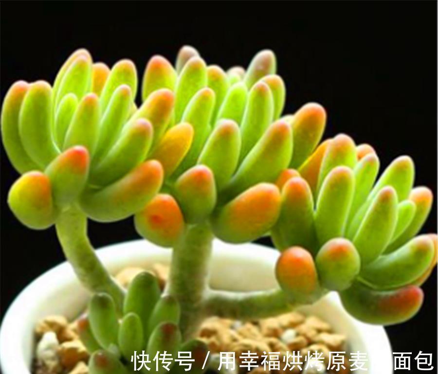 彩色果冻多肉中的“3朵姐妹花”,晶莹剔透颜色亮,出状态太美了