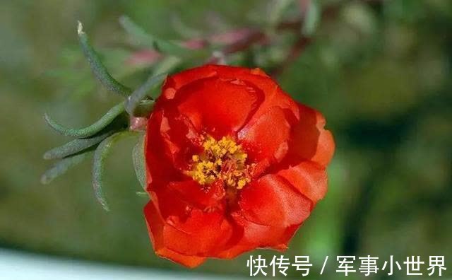 牡丹|太阳花里的“翘楚”,开花如牡丹,生长快速,开花还多