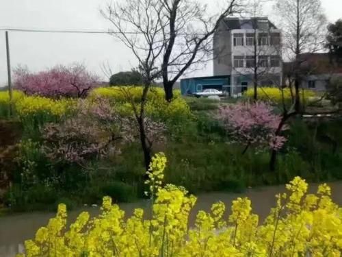 草木人间*踩着野花，去看桃花